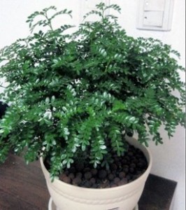 清香木的养殖方法